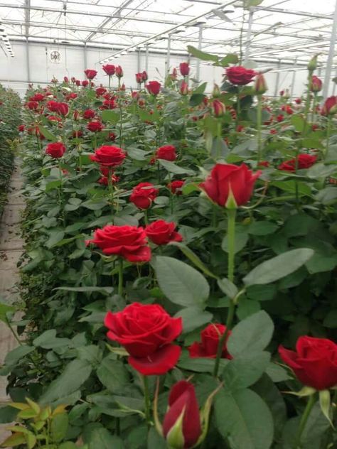 Red Rose Garden Aesthetic, Rose Cultivation, Green Houses, Climbing Rose, Red Rose Flower, Beautiful Flowers Garden, Planting Roses, Flowers For You, Modern Farmhouse Plans