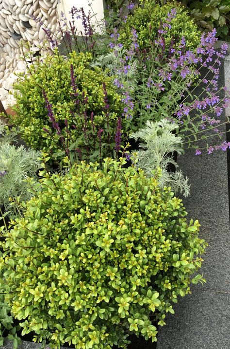 Ilex crenata with Artemisia, Nepeta & Salvia Ilex Crenata, House Wall, Terrace, Herbs, Plants