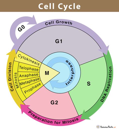 Cell Cycle: Definition, Phases, and Diagram Vacuoles Diagram, M Phase Cell Cycle, G1 Phase Cell Cycle, Phases Of Cycle, Interphase Cell Cycle, Cell Organelles Diagram, Cell Cycle Project, Cell Cycle And Cell Division Notes, Cell Cycle Diagram