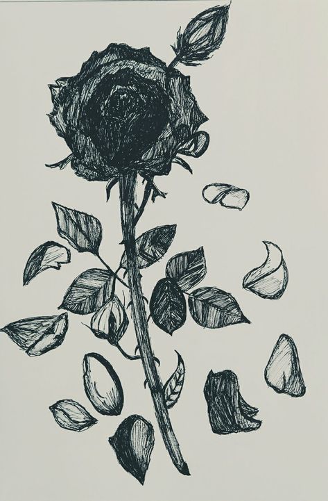 Falling Down Drawing, Black Rose Drawing, Petals Drawing, Withered Rose, Falling Petals, White Petals, Rose Drawing, Natural Forms, White White