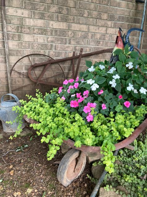 Rusty wheelbarrow full of creeping jenny, pink and white impatients Flowers In Wheelbarrow Ideas, Vintage Wheelbarrow, Primitive Gardens, Backyard Landscapes, Outdoor Yard Ideas, Junk Garden, Organized Clutter, Fish Pond Gardens, Wheel Barrow