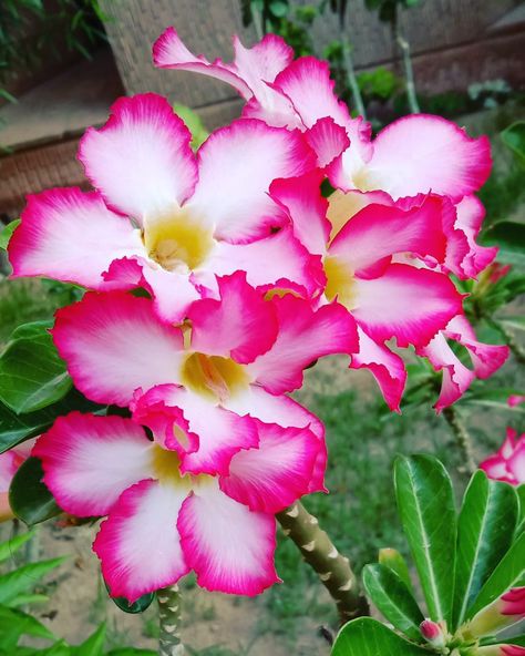 Nye 2024, Adenium Obesum, Flowers Wallpaper, Tree Leaves, Desert Rose, All About Plants, Botany, Beautiful Roses, Roses