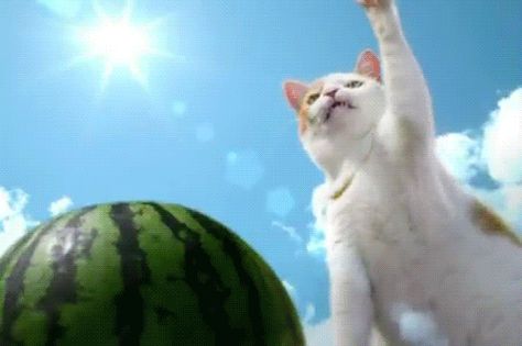 HAPPY WATERMELON DAY! (aug 3) | The Strange And Secret Battle Between Cats And Watermelon [r] Watermelon Cat, Summer Gif, Big Pigs, Cat Summer, Kinds Of Cats, Super Cat, Create Animation, Cat Facts, Cat Gif