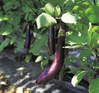 Growing eggplant from cuttings Eggplant Companion Plants, Planting Green Beans, Aubergine Plant, Growing Eggplant, Nightshade Plant, Eggplant Plant, Eggplant Varieties, Eggplant Seeds, Garden Companion Planting