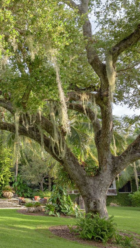 Tall Live Oak Tree among other plants in a private residence backyard during summertime in Miami, Florida Oak Trees Landscaping, Big Oak Tree, Live Oak Tree, Mediterranean Revival, Live Oak Trees, Tree Landscape, Live Oak, Native Garden, Big Tree