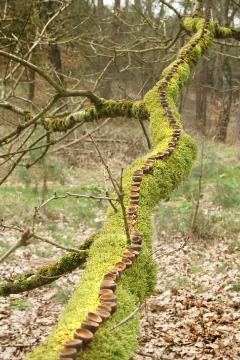 Boom Kunst, Nature Mandala, Ephemeral Art, Art In Nature, Bug Art, Forest Garden, Earth Art, Forest School, Tarot Art