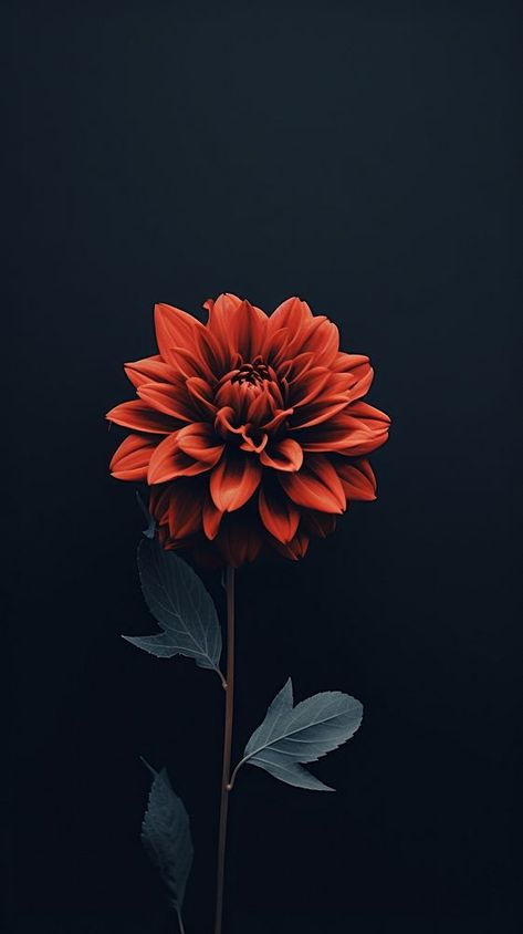 Dark aesthetic flower wallpaper dahlia plant inflorescence. | free image by rawpixel.com Dahlia Flower Wallpaper Iphone, Dark Flower Aesthetic, Black Dahlia Flower, Dahlia Plant, Flower Wallpaper Aesthetic, Aesthetic Flower Wallpaper, Iphone Wallpaper Dark, Red Dahlia, Black Dahlia