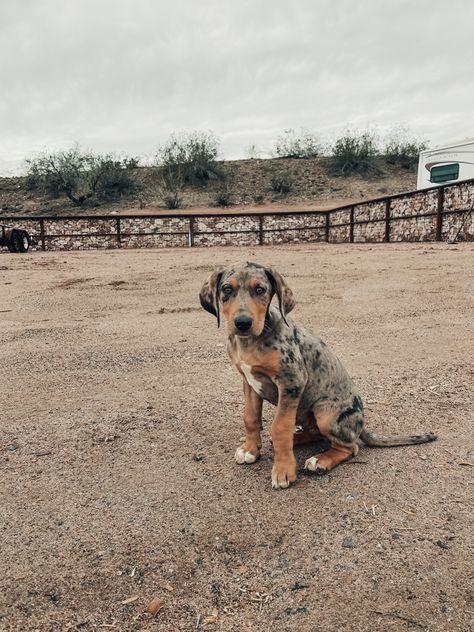 Ranch Dogs Breeds, Country Dog Aesthetic, Western Dogs, Farm Dogs Breeds, Ranch Dogs, Country Dogs, Punchy Cowgirl, Duck Hunting Dogs, Country Dog