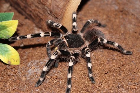 Brazilian White Knee Tarantula, White Knee Tarantula, Atsv Oc, Tarantula Hawk, Black And White Spider, Oc Reference, Creepy Crawlies, The Spider, Arachnids