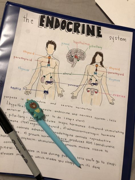 Endocrine system notes The Endocrine System Drawing, Human Nervous System Notes, Respitory System Notes, Endocrine System Notes Aesthetic, Endocrine System Project, Endocrine System Drawing, Endocrine System Art, Endocrine System Diagram, Integumentary System Notes