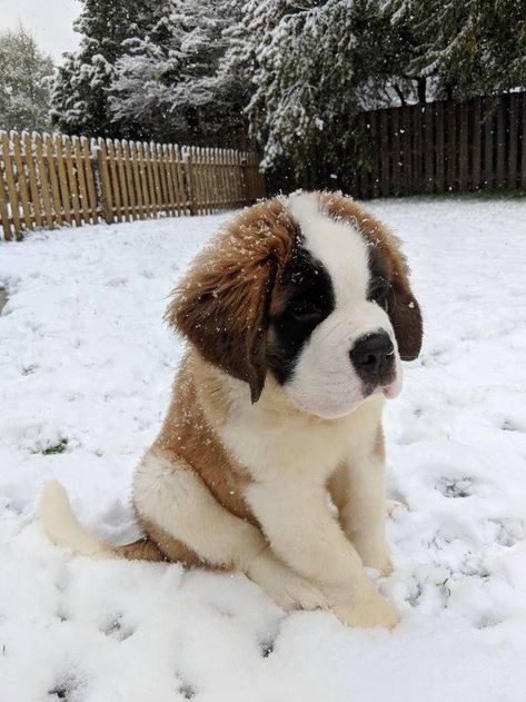 St Bernard Puppy, St Bernard Dogs, Bernard Dog, St Bernard, Baby Animals Funny, Puppies Funny, Cute Dogs And Puppies, Saint Bernard, Cute Animal Drawings