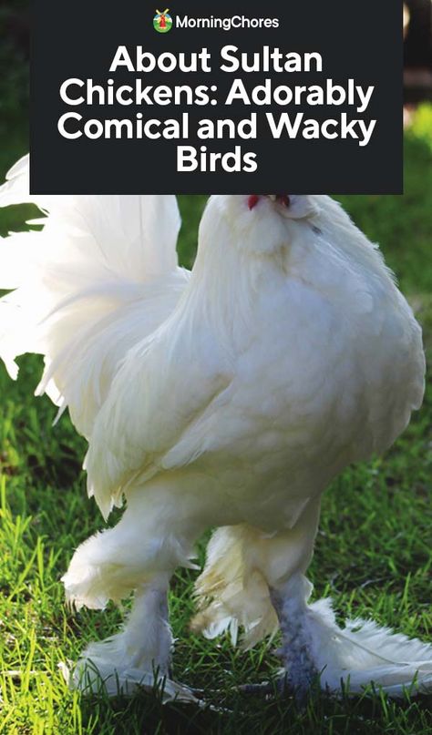 About Sultan Chickens: Adorably Comical and Wacky Birds Sultan Chicken, Dust Bath For Chickens, Fancy Farm, Polish Chicken, Baby Chicks Raising, Easy Bird, Dust Bath, Laying Hens, Egg Production