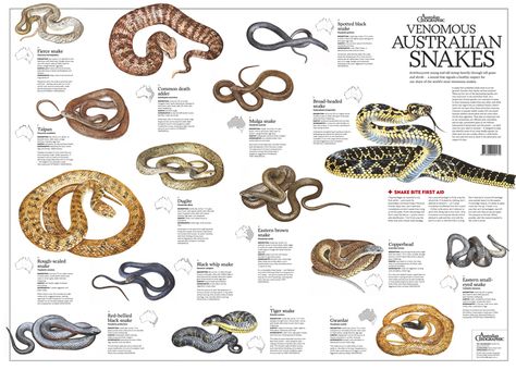 Australian Spider, Venomous Animals, Snake Images, Sea Foods, Deadly Creatures, First Aid Tips, Types Of Snake, Poster Flat, Venomous Snakes