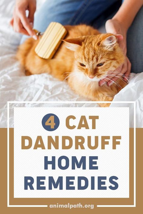 Check out these four cat dandruff home remedies you can try on your cat. Cat Dandruff Remedy, Dandruff Home Remedies, Cat Dandruff, Cat Skin Problems, Home Remedies For Dandruff, Cat Health Problems, Dandruff Remedy, Cat Shampoo, Sick Cat