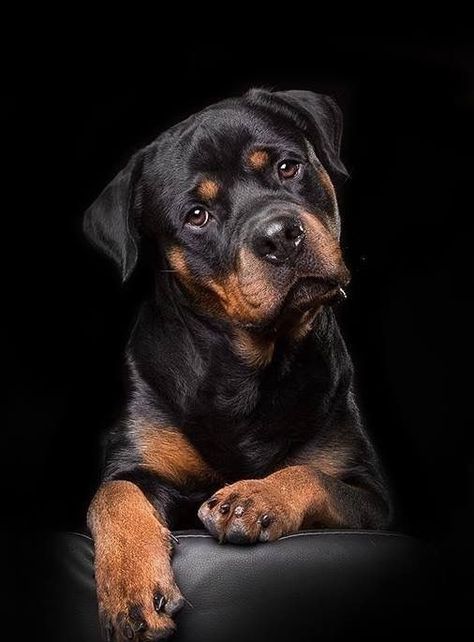 Rottweiler Pictures, Puppy Care Tips, Activities Outdoor, Rottweiler Love, Welsh Terrier, Exercise Ideas, 4 By 4, Bonding Activities, Toyota 4