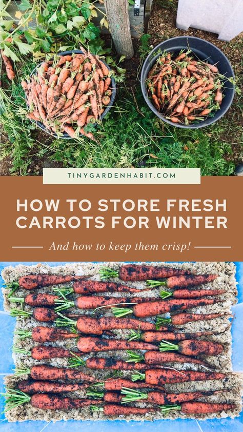 You can enjoy fresh carrots for up to 6 months if you store them properly. Learn how to store carrots from the garden for winter in this article. Long Term Carrot Storage, Freezing Carrots From Garden, How To Preserve Carrots From The Garden, What To Do With Carrots From The Garden, Storing Garden Carrots, How To Store Carrots For Winter, Preserving Carrots From Garden, How To Store Carrots From Garden, Storing Carrots From Garden