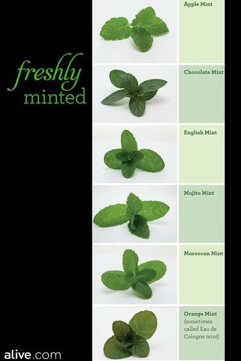 Types Of Mint Plants, Flowering Herbs, Apple Chocolate, Mint Herb, Mint Garden, Digestive Aid, Peppermint Plants, Growing Mint, Apple Mint