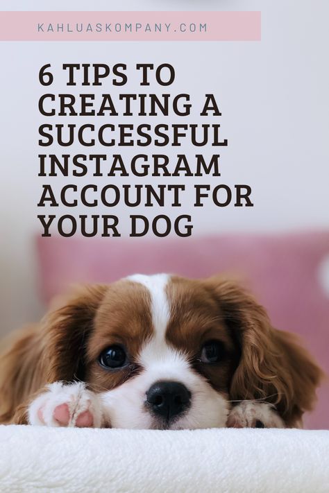 six tips to creating an Instagram account for your dog Dog Safe Essential Oils, Kid Safe Essential Oils, Pet Influencer, Successful Instagram, Diffuse Essential Oils, Pet Sitting Business, Pet Decor, Dog Behavior Training, Are Essential Oils Safe