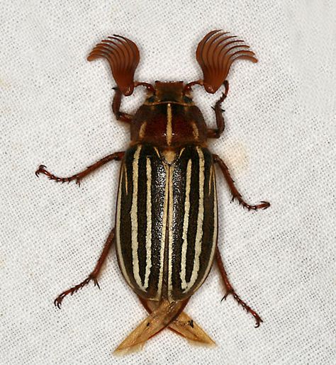 Ten-lined June Beetle - Polyphylla decemlineata - male June Beetle Tattoo, June Beetle, Beetle Tattoo, June Bug, The Expendables, Spiders, Bugs, Line Art, Insects