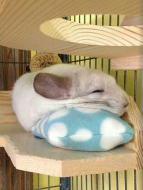 Sleeping Chinchilla, Chinchilla Cute, Chinchilla Toys, Chinchilla Pet, Chinchilla Cage, Fleece Pillow, Guinea Pig Toys, Animals Care, Animal Room