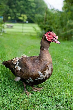 Muscovy ducks Muscovy Ducks, Duck Breeds, Muscovy Duck, Duck Photo, Farm Lifestyle, Mallard, Farm Yard, Bird Lovers, Farm Life