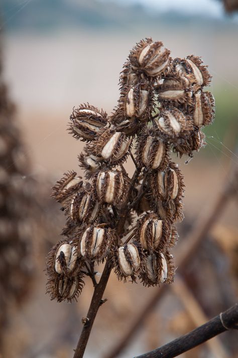 Castor Oil Seed Pods by Damien Jay                                                                                                                                                                                 More Castor Oil Plant, Terrestrial Plants, Poison Garden, Fabrication Work, Microscopic Photography, Japan Garden, Herbal Plants, Seed Pod, Beautiful Fruits