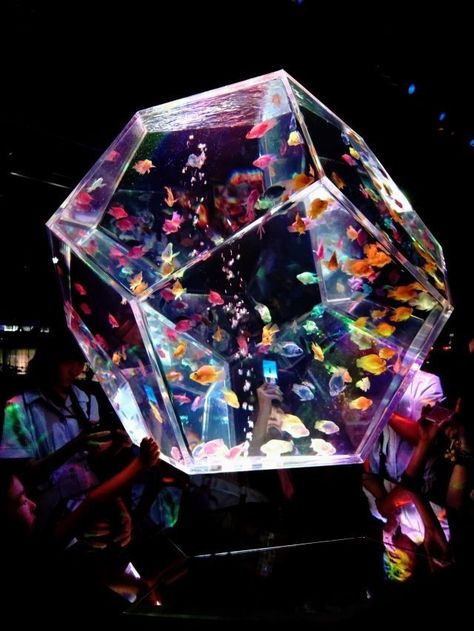 ＊geometric fish tank. When I own a home I want a giant fish tank installed somewhere Geometric Fish, Amazing Aquariums, Cool Fish Tanks, Giant Fish, Aquarium Terrarium, Cool Fish, Home Aquarium, Aquarium Design, Brene Brown