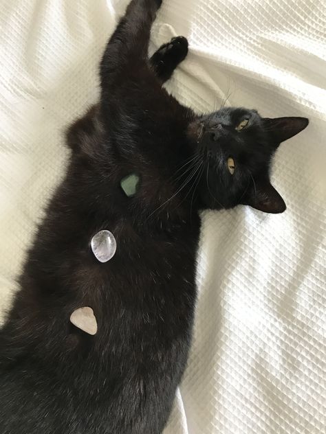 Black cat with three small tumble stone crystals on it Black Cat With Crystals, Animal Guides, Cat Person, Minerals And Gemstones, Pretty Cats, Cat Lady, Cuteness Overload, Crazy Cat Lady, Cat Pics