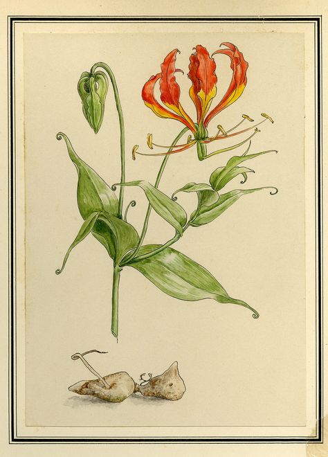 Botanical Drawing of Gloriosa Lily (Gloriosa Superba) | This species is a perennial herb growing from a fleshy rhizome. The plant likely is pollinated by butterflies and sunbirds. It grows in many types of habitat, including tropical jungles, forests, thickets, woodlands, grasslands, and sand dunes. It can grow in nutrient-poor soils and can be found at as high as 2500 metres in elevation. This plant is poisonous, toxic enough to cause human and animal fatalities if i Gloriosa Superba, Herb Growing, Gloriosa Lily, Human And Animal, Botanical Drawing, Sand Dunes, Habitat, Repellent, Lily