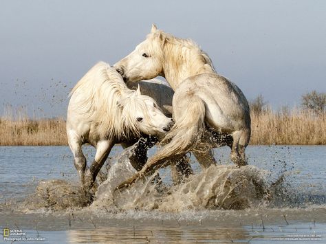 wanna hear a REALLY dirty joke?  two white horse fell in the mud  ~ from the Mr. when we were dating :/ Camargue Horse, Artwork Inspiration, Wild Mustangs, White Horses, Horse Training, Horse Photos, Pretty Horses, Amazing Animals, Horse Photography