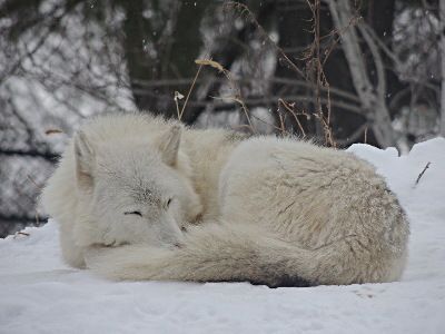 Sleeping Wolf, Wolf Poses, Lazy Animals, Zoo Park, Arctic Wolf, Wolf Love, Wolf Pictures, White Wolf, Wild Dogs