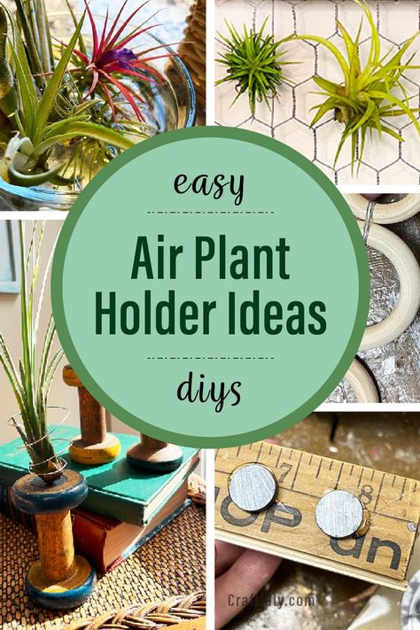 Plant Holder Diy, Types Of Air Plants, Air Plants Diy, Air Plant Garden, Plant Display Ideas, Air Plants Decor, Air Plants Care, Air Plant Display, Plants Ideas