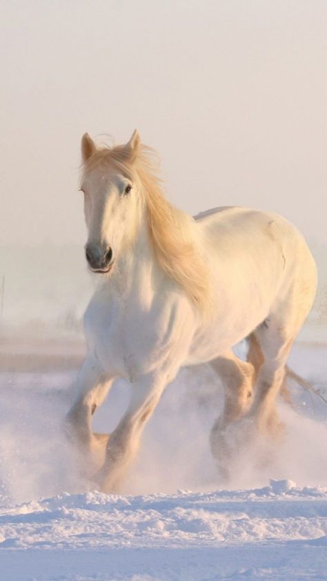 White Horse Running Winter Snow HD Mobile Wallpaper. Running Horse Wallpaper For Phone, Winter Fundraising Ideas, Famous Entrepreneurs, Horse Background, Khalil Gibran, Horse Wallpaper, Worth Quotes, Kahlil Gibran, Fundraising Ideas