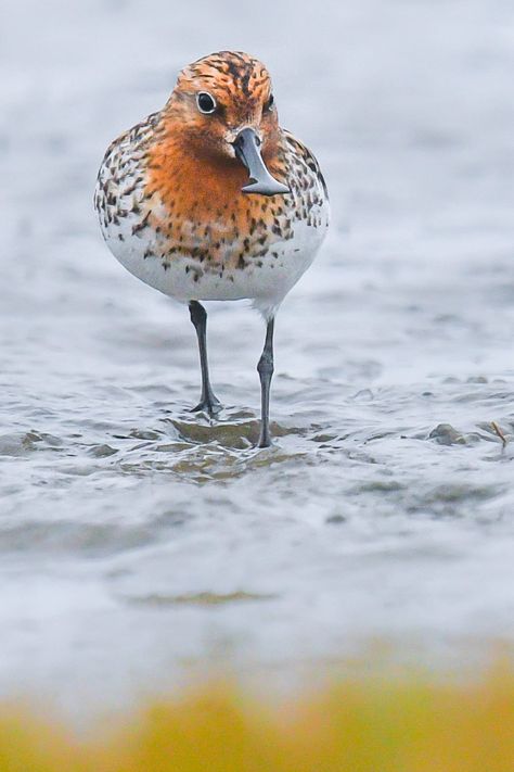 Spoon-Billed Sandpiper by Lisle (Tropical Birding Tours) Spoon Billed Sandpiper, Animal Atlas, Sand Piper, Endangered Birds, Shorebirds, Bird Watcher, Herons, Exotic Birds, Tropical Birds