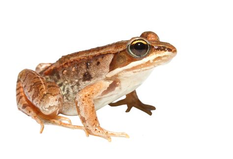 Wood Frog, Mystic Aquarium, Frog Species, Different Types Of Animals, Types Of Animals, Invasive Species, Frog And Toad, Reptiles And Amphibians, Animals Of The World