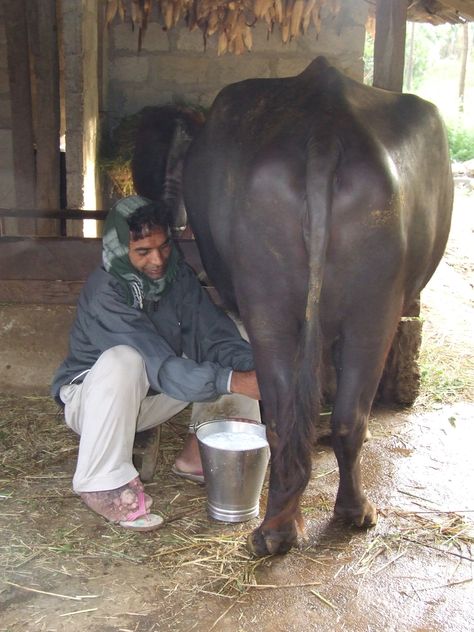 This brings a new meaning to fresh milk in the morning. Most households have at least one buffalo to provide milk & any excess can be sold at the local dairy.      http://minasdream.uk/ Buffalo Milk, Cows Indian, Desi Cow, Milking A Cow, Indian Cow Photography, Buffalo Animal, Water Buffalo, Fashion Vocabulary, Fresh Milk