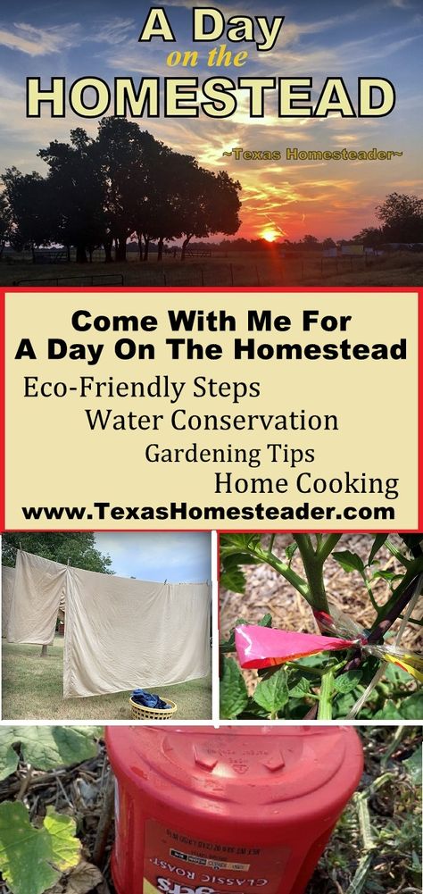 A day on a Texas Homestead - laundry, garden, water conservation, cooking Texas Homestead, Homesteading Inspiration, Instant Pot Yogurt, Tomato Vine, Creamy Salad Dressing, Homestead Ideas, Living Simply, Thrifty Thursday, Chicken Runs