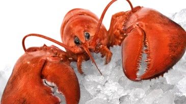 7 lobster rolls you’ll love in Atlanta Steamed Lobster, Giant Fish, How To Cook Lobster, Maine Lobster, Fish Sculpture, Lobster Roll, Crustaceans, Animal Behavior, Sea Food