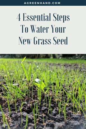 watering new grass seed How To Get Grass To Grow In Bare Spots, Grass Seed Tips How To Grow, Grass Seed Types, Planting Grass Seed, Lawn Weeds, Planting Grass, Seeding Lawn, Bermuda Grass, Growing Grass