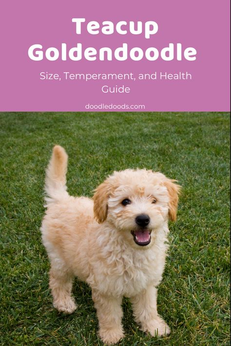 Everything to Know about Teacup Goldendoodles Doodle Tips, Teacup Goldendoodle, Goldendoodles For Sale, F1b Goldendoodle, Goldendoodle Breeders, Puppy Facts, Goldendoodle Puppy For Sale, Best Dogs For Families, Toy Poodles