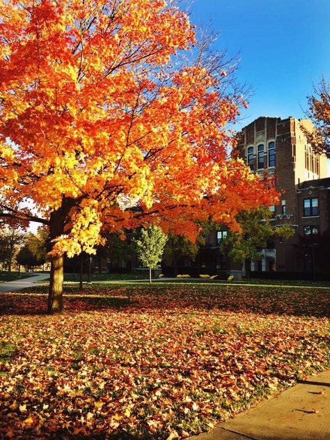 Central Michigan University in the Fall Central Michigan University Aesthetic, College Vision Board, Haunted Hayride, Central Michigan University, Michigan Wolverines Football, Wolverines Football, Central University, Michigan University, College Board