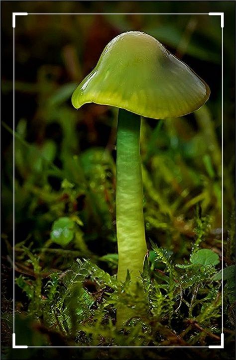 Parrot waxcap Waxcap Mushroom, Parrot Waxcap, Glowing Mushrooms, Mushroom Images, Lichen Moss, Mushroom Pictures, Slime Mould, Mushroom Fungi, Airbrush Art