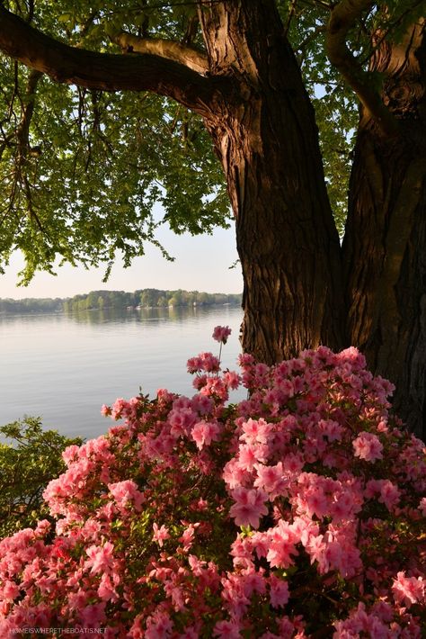 Azalea Flower, Lake Norman, Nothing But Flowers, Flower Landscape, Flower Therapy, Spring Weather, Wallpaper Iphone Christmas, Spring Aesthetic, Pretty Plants