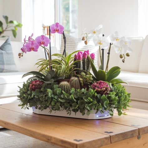 Orchids and succulents create a stunning centerpiece. 🌺🌵 Potted Orchid Centerpiece, Orchids And Succulents, Orchid Centerpiece, Potted Orchid, Orchid Centerpieces, Orchids, Plants, Quick Saves