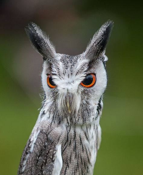 White Faced Scops Owl | White Faced Scops Owl or Transformer… | Flickr Scops Owl, Totem Animals, Owl Photography, Owl Photos, Owl Party, Silly Animals, Animal Totems, White Face, Owl Art