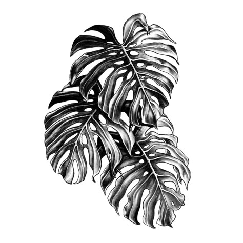 Monstera deliciosa. Available design. #flash #flashtattoo #monstera #leaf #plant #drawing #design #illustration #blackwork #dotwork #illsontattoo #illson | By illson | Jul 16th 2019 | 1093130 Monstera Deliciosa Tattoo, Plant Scrapbook, Tattoos Plants, Monstera Tattoo, Blatt Tattoos, Tatuaje Trash Polka, Fenrir Tattoo, Plant Tattoos, Flor Tattoo