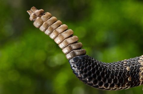 Eastern Diamondback Rattlesnake, Indigo Snake, Rattlesnake Rattle, Diamondback Rattlesnake, Snake Tail, Southern United States, Animal Body Parts, Animal Tails, Pit Viper