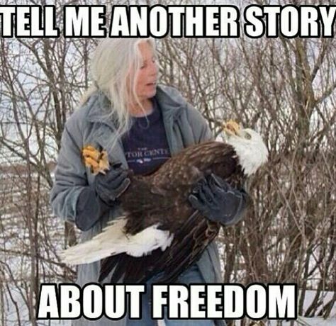 Freedom meme Fourth Of July Meme, 4th Of July Meme, 4th Of July Images, Country Jokes, Funny 4th Of July, Military Humor, An Eagle, E Card, Bedtime Stories