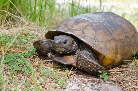 gopher-tortoise Gopher Tortoise, Florida Honeymoon, Juvenile Bald Eagle, Florida Wildlife, Honeymoon Island, Florida State Parks, Everglades Florida, Nature Trails, Wildlife Reserve