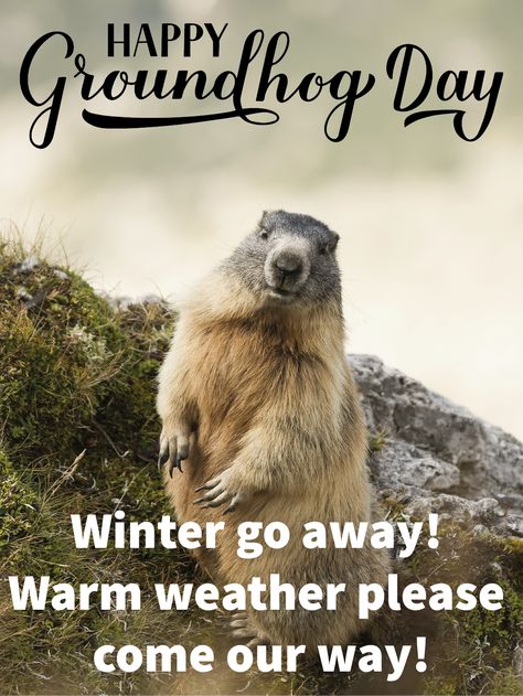 Today might just be one of the most important days of the year. It is to see whether Spring will come earlier or we need to live through Winter for another 6 weeks. Fingers crossed! Send this ecard to cheer your friends up on Groundhog Day. Happy Groundhog Day Humor, Groundhog Birthday, Groundhog Pictures, Groundhog Day Funny, Ground Hogs Day, Ground Hogs, Groundhogs Day, Happy Groundhog Day, Ground Hog